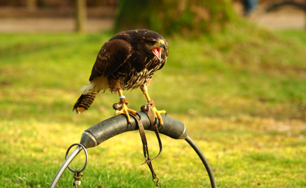 The Bird Flu Outbreak Threatening Global Food Supply Chains The Bird Flu Outbreak Threatening Global Food Supply Chains