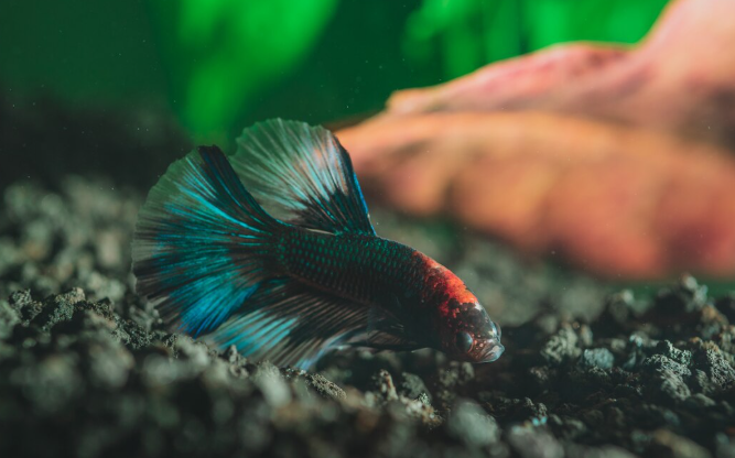 A New Species of Deep-Ocean Fish Was Just Discovered — and It Has No Eyes, No Pigment, and No Name Yet A New Species of Deep-Ocean Fish Was Just Discovered — and It Has No Eyes, No Pigment, and No Name Yet