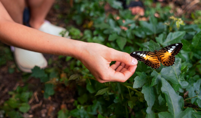 The Pollinator Collapse – What the Disappearance of the Monarch Butterfly Means for Global Agriculture The Pollinator Collapse: What the Disappearance of the Monarch Butterfly Means for Global Agriculture