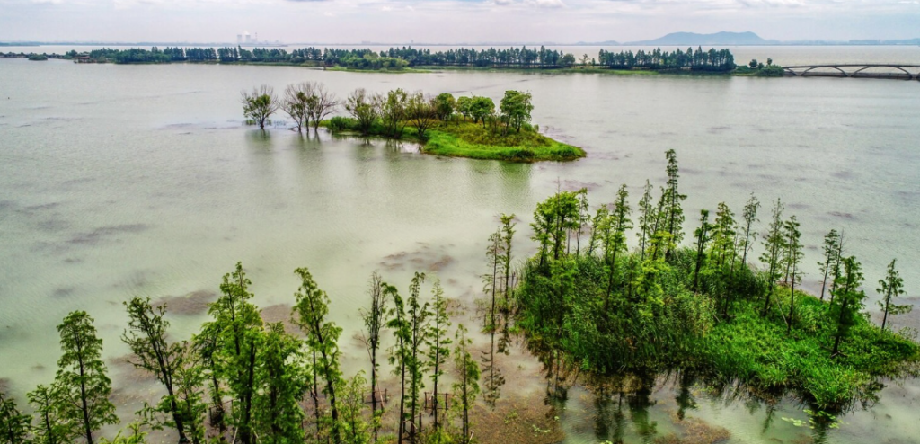 The Mangrove Defense