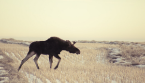 The Mirage of Stability: Bitfinex Warns Bitcoin’s Bull Run Is Built on Sand