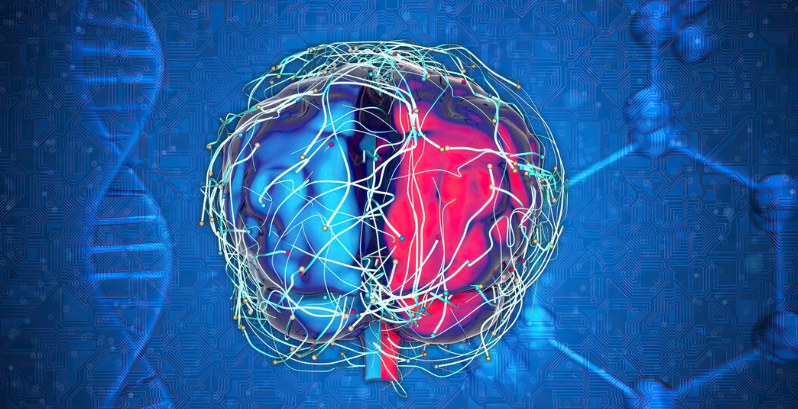 A New Map of the Human Brain Contains 3,000 Previously Unknown Cell Types – Here Is What It Changes. A New Map of the Human Brain Contains 3,000 Previously Unknown Cell Types. Here Is What It Changes.